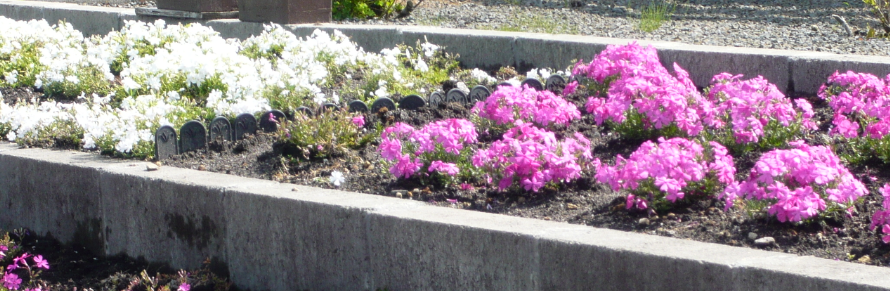 芝桜 色別に植えたい 違う種類 色 が混じらない方法 画像あり サッツンのブログ