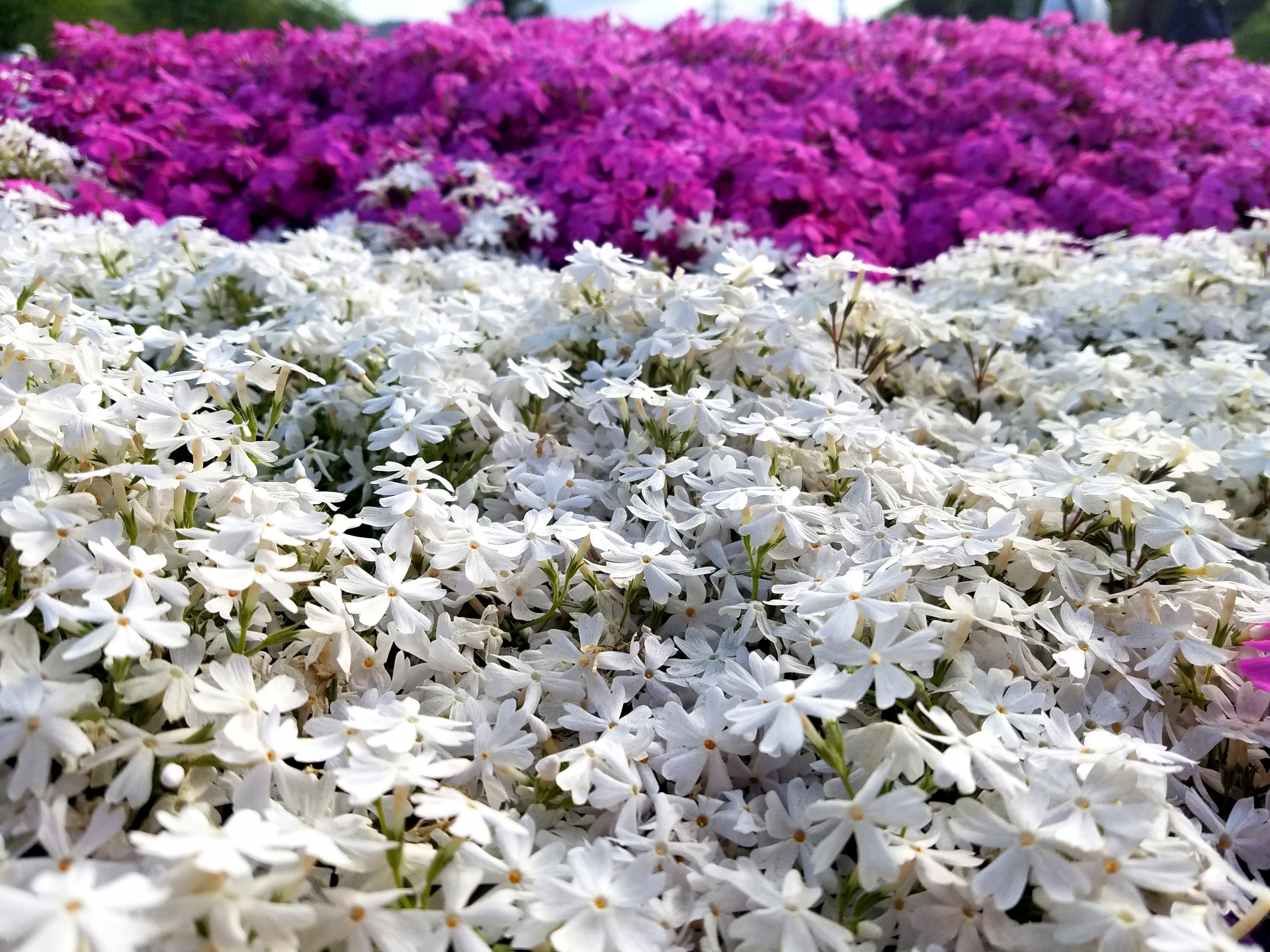 芝桜の目土のやり方はどうする 種類や時期は 実際の経過写真画像もご紹介 サッツンのブログ