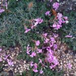 芝桜 冬場の写真画像2022！霜の中でも咲く種類や色をご紹介！
